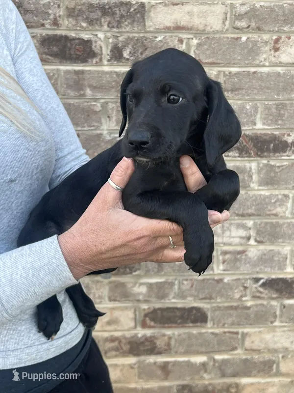Golden doodle lab mix female 1 – Goldendoodle, Labrador Retriever puppy for sale in Lynchburg City, VA