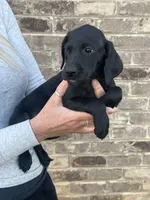 Golden doodle lab mix female 1, a female Goldendoodle and Labrador Retriever for sale in Lynchburg City, VA – Photo 1 of 6