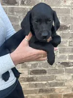 Golden doodle lab mix female 1, a female Goldendoodle and Labrador Retriever for sale in Lynchburg City, VA – Photo 2 of 6