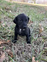 Golden doodle lab mix female 1, a female Goldendoodle and Labrador Retriever for sale in Lynchburg City, VA – Photo 4 of 6