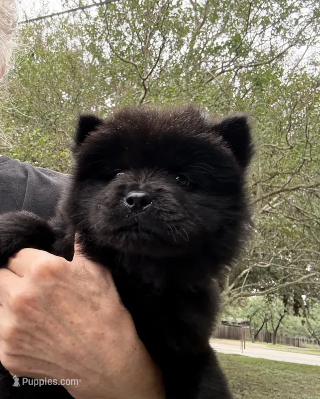 PRESQUE ISLE  – Chow Chow puppy for sale in Austin, TX
