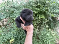 PRESQUE ISLE , a male Chow Chow for sale in Austin, TX – 8 of 10