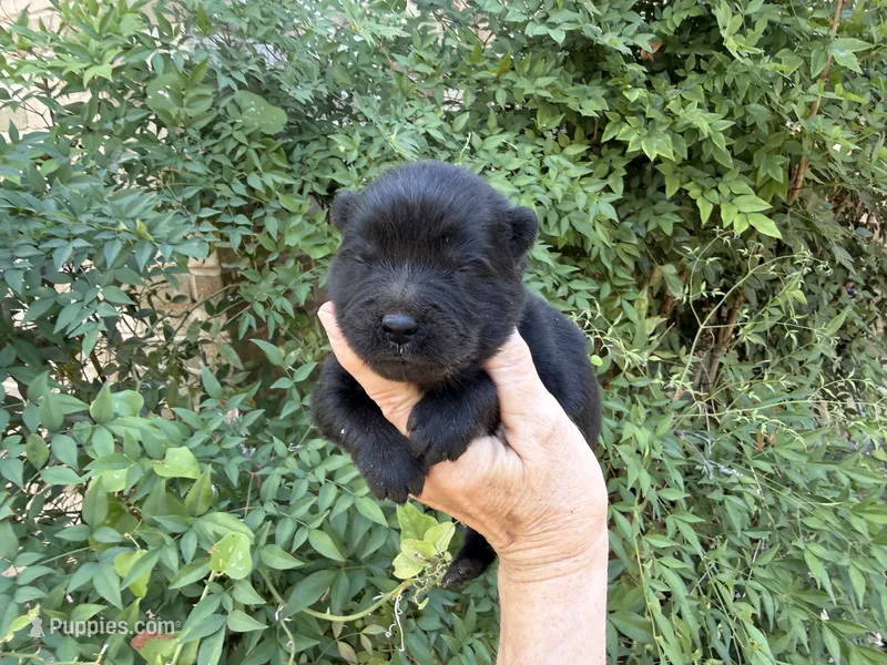 AROOSTOOK (black) – Chow Chow puppy for sale in Austin, TX