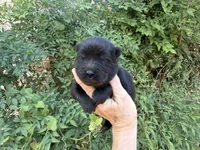 AROOSTOOK (black), a male Chow Chow for sale in Austin, TX – 1 of 10