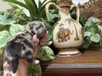Merle CONFETTI, a male Pomeranian for sale in Austin, TX – 5 of 10