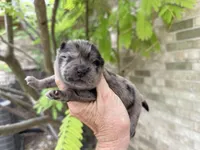 Blue Merle BALOO, a male Chow Chow for sale in Austin, TX – 4 of 10
