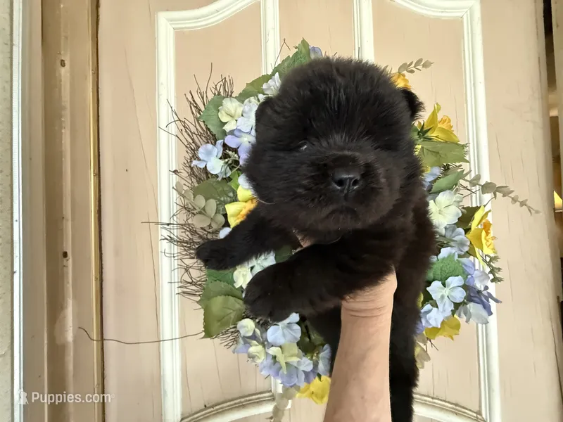 William  – Chow Chow puppy on hold in Austin, TX