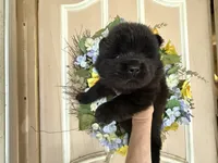 William , a male Chow Chow for sale in Austin, TX – 1 of 10