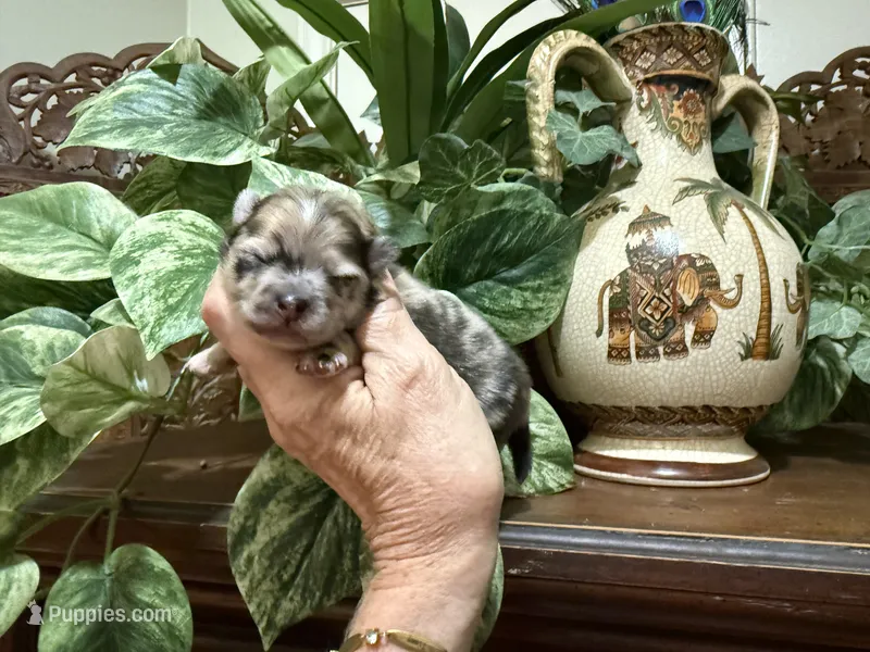 Merle CONFETTI – Pomeranian puppy for sale in Austin, TX