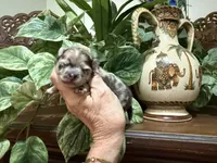 Merle CONFETTI, a male Pomeranian for sale in Austin, TX – 1 of 10