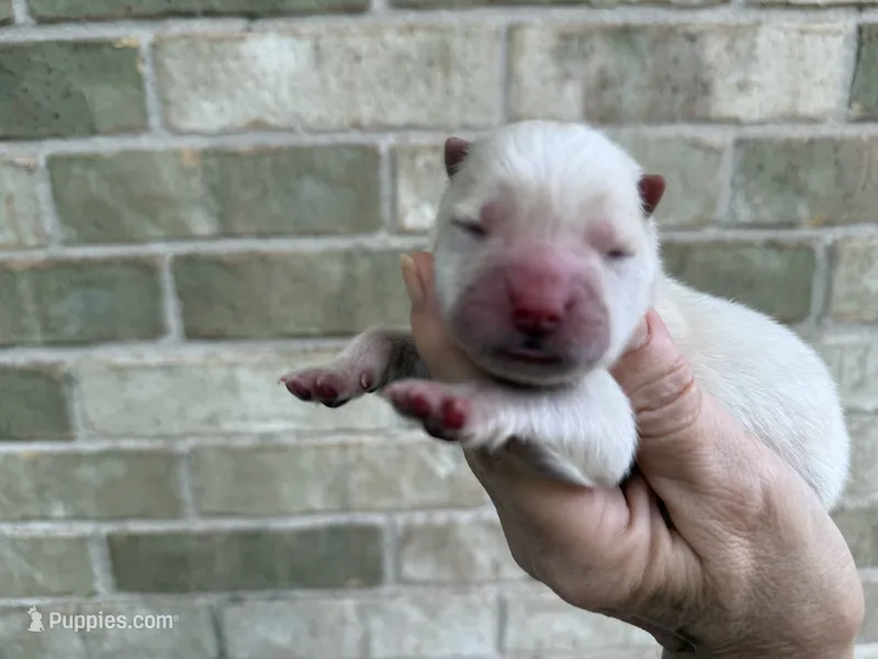 VALOR creamy white – Chow Chow puppy for sale in Austin, TX