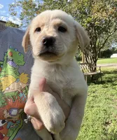 CHOWBRADOR , a male Chow Chow and Labrador Retriever for sale in Austin, TX – 5 of 10