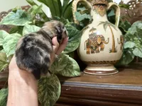 Merle CONFETTI, a male Pomeranian for sale in Austin, TX – 3 of 10