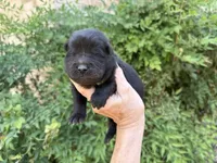 EASTON (black), a male Chow Chow for sale in Austin, TX – 5 of 10