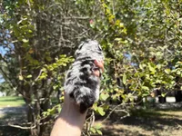 MERLE “SPRINKLES” cookies n cream , a female Pomeranian for sale in Austin, TX – 6 of 10