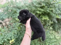 PRESQUE ISLE , a male Chow Chow for sale in Austin, TX – 3 of 10