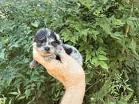 MERLE “SPRINKLES” cookies n cream , a female Pomeranian for sale in Austin, TX – 9 of 10