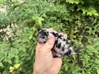 MERLE “SPRINKLES” cookies n cream , a female Pomeranian for sale in Austin, TX – 4 of 10