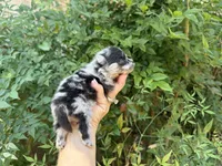 MERLE “SPRINKLES” cookies n cream , a female Pomeranian for sale in Austin, TX – 4 of 10