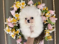 Frosty WHITE , a male Pomeranian for sale in Austin, TX – Photo 5 of 10