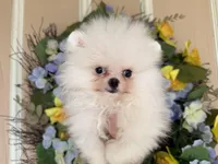 Frosty WHITE , a male Pomeranian for sale in Austin, TX – Photo 6 of 10