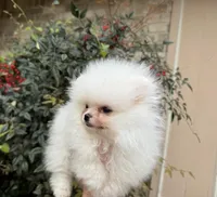 Frosty WHITE , a male Pomeranian for sale in Austin, TX – Photo 3 of 10