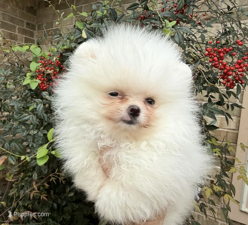 Frosty WHITE  – Pomeranian puppy for sale in Austin, TX