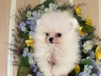 Frosty WHITE , a male Pomeranian for sale in Austin, TX – Photo 10 of 10