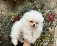 Frosty WHITE , a male Pomeranian for sale in Austin, TX – Photo 8 of 10