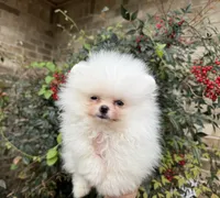 Frosty WHITE , a male Pomeranian for sale in Austin, TX – Photo 7 of 10