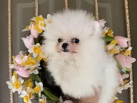 Frosty WHITE , a male Pomeranian for sale in Austin, TX – Photo 4 of 10