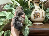 Merle CONFETTI, a male Pomeranian for sale in Austin, TX – 7 of 10