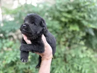 EASTON (black), a male Chow Chow for sale in Austin, TX – 9 of 10