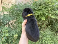EASTON (black), a male Chow Chow for sale in Austin, TX – 9 of 10
