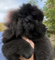 Winston, a male Chow Chow for sale in Austin, TX – 5 of 10
