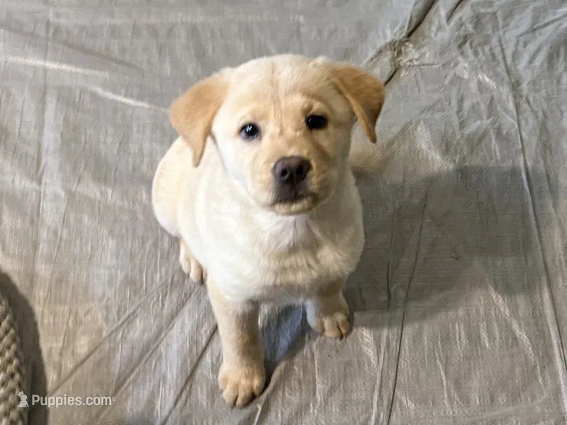 CHOWBRADOR  – Chow Chow, Labrador Retriever puppy for sale in Austin, TX