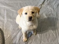CHOWBRADOR , a male Chow Chow and Labrador Retriever for sale in Austin, TX – 1 of 10