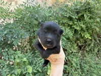 AROOSTOOK (black), a male Chow Chow for sale in Austin, TX – 7 of 10