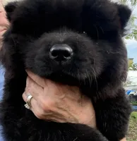 Winston, a male Chow Chow for sale in Austin, TX – 7 of 10
