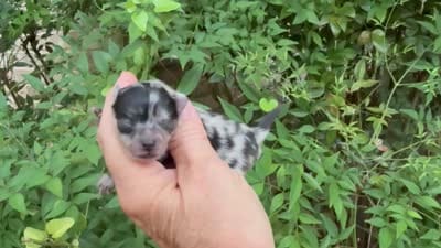 MERLE “SPRINKLES” cookies n cream , a female Pomeranian for sale in Austin, TX – 10 of 10