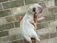 Freedom / creamy white, a male Chow Chow for sale in Austin, TX – 5 of 10
