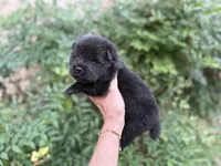 PRESQUE ISLE , a male Chow Chow for sale in Austin, TX – 9 of 10