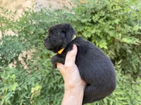 EASTON (black), a male Chow Chow for sale in Austin, TX – 10 of 10