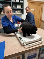 William , a male Chow Chow for sale in Austin, TX – 2 of 10