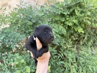 AROOSTOOK (black), a male Chow Chow for sale in Austin, TX – 5 of 10