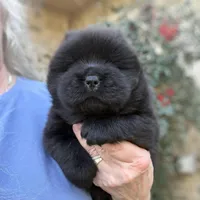 NEENAH Black w/blue eyes , a female Chow Chow for sale in Austin, TX – Photo 4 of 10