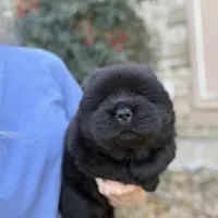 NEENAH Black w/blue eyes , a female Chow Chow for sale in Austin, TX – Photo 2 of 10
