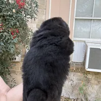 NEENAH Black w/blue eyes , a female Chow Chow for sale in Austin, TX – Photo 9 of 10
