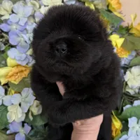 NEENAH Black w/blue eyes , a female Chow Chow for sale in Austin, TX – Photo 10 of 10