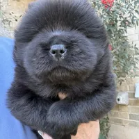NEENAH Black w/blue eyes , a female Chow Chow for sale in Austin, TX – Photo 8 of 10